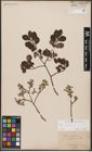 Foto von Salix aurita L.